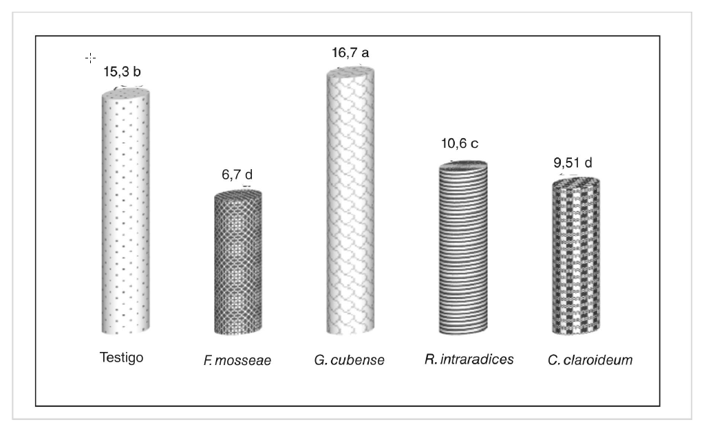 Fig. 2. Efecto de las cepas de HMA en la masa seca de Canavalia, g • planta
