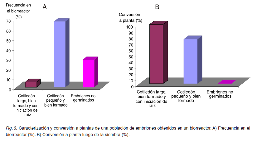 Fig. 3. Caracterización y conversión a plantas de una población de embriones obtenidos en un biorreactor.