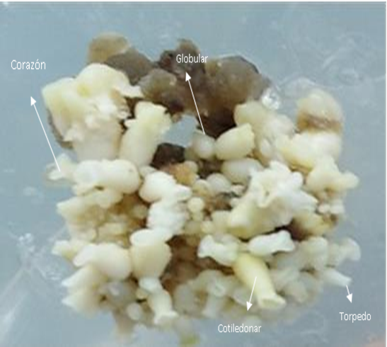Embriones somáticos en diferentes etapas de desarrollo del híbrido de café Velasco-5 a los 120 días de cultivo en medio de cultivo de diferenciación.