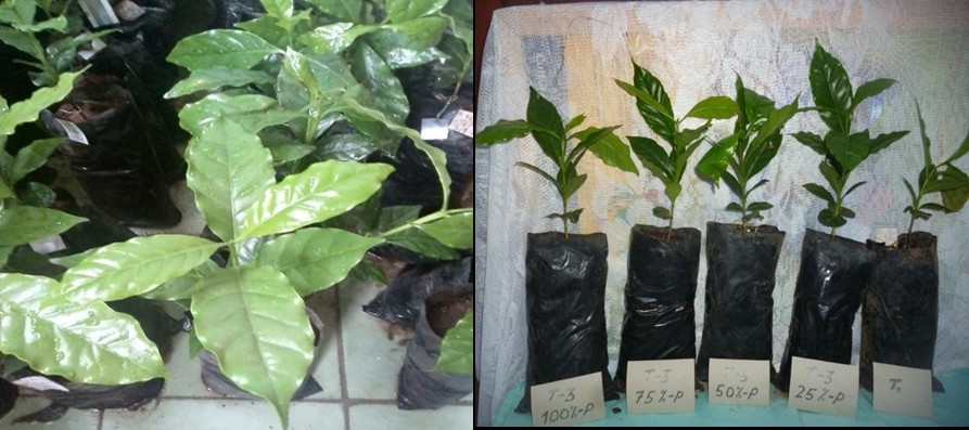 Número de hojas de las plántulas de Coffea arabica L.cv. “Isla 5-15” injertada sobre Coffea canephora cv “Robusta”, inoculada con la cepa Rpr2.