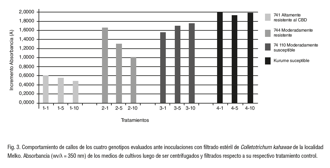 Fig. 3. Comportamiento de callos de los cuatro genotipos evaluados ante inoculaciones con filtrado estéril de Colletotrichum kahawae de la localidad Melko.