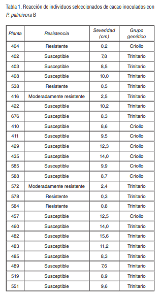 Tabla 1. Reacción de individuos seleccionados de cacao inoculados con  P. palmivora B
