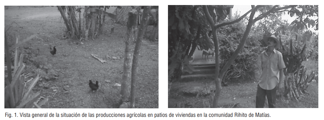 Fig. 1. Vista general de la situación de las producciones agrícolas en patios de viviendas en la comunidad Rihito de Matías.