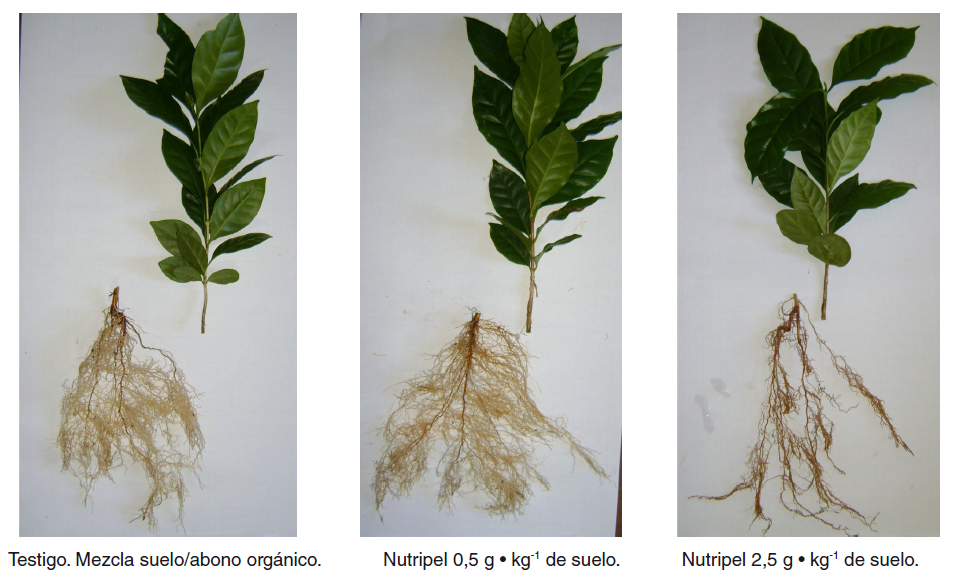 Testigo. Mezcla suelo/abono orgánico.